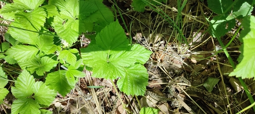 Stone bramble (Rubus saxatilis)