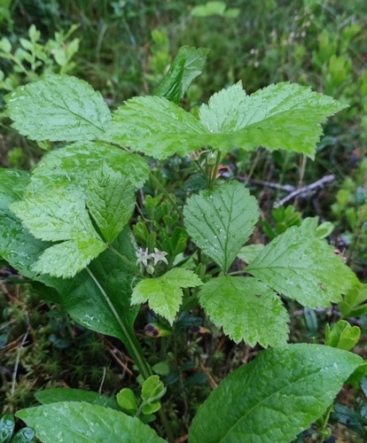 Stone bramble (Rubus saxatilis)
