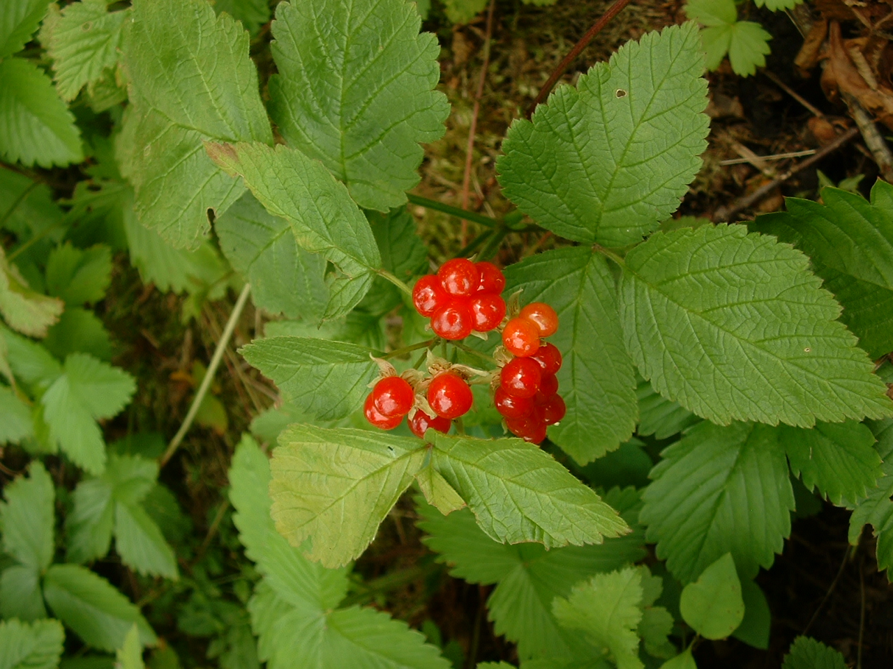 Stone bramble: Rubus saxatilis