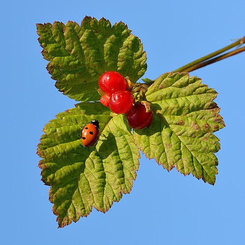 Stone bramble: Stone bramble ( Rubus saxatilis ). Niitvälja bog, Northwestern Estonia.