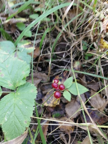 Stone bramble (Rubus saxatilis)