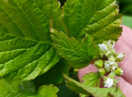 Stone bramble (Rubus saxatilis)