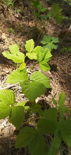 Stone bramble (Rubus saxatilis)