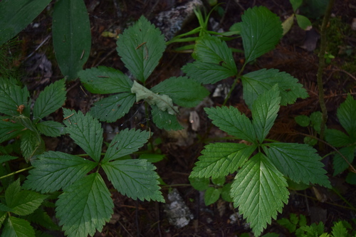 Stone bramble (Rubus saxatilis)