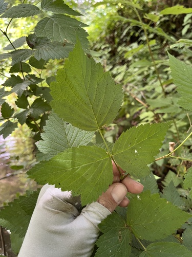 Salmonberry (Rubus spectabilis)