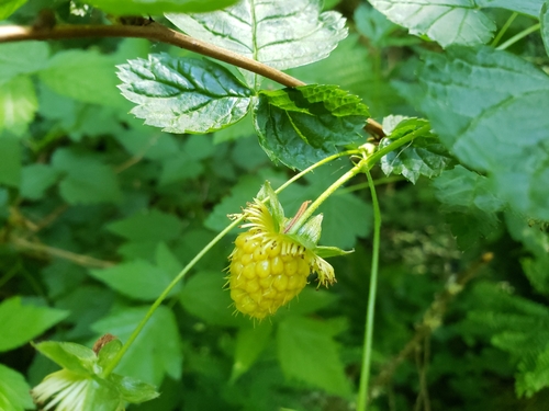 Salmonberry (Rubus spectabilis)