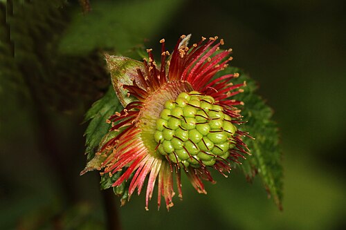 Salmonberry: Salmnonberry ( Rubus spectabilis ), Brighton Beach, Deep Cove, British Columbia.