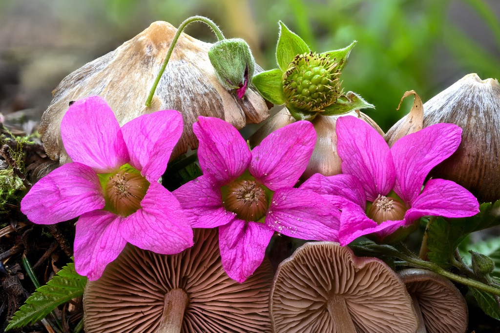 Salmonberry (Rubus spectabilis)