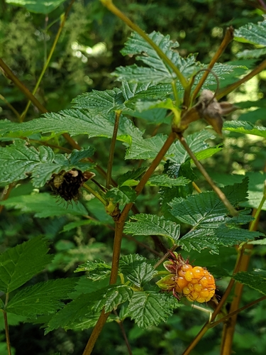 Salmonberry (Rubus spectabilis)