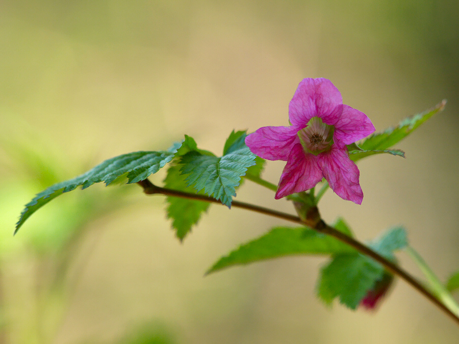 Salmonberry: Salmonberry flower ( Rubus spectabilis ) at the Auke Village Recreational Area in Juneau, Alaska, USA.
