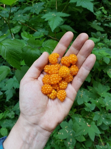 Salmonberry (Rubus spectabilis)