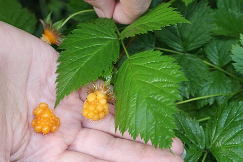 Salmonberry: USA: Alaska, Municipality of Anchorage, Chugach Mountains, Girdwood, Winner Creek Trail
