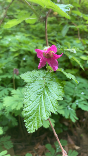 Salmonberry (Rubus spectabilis)