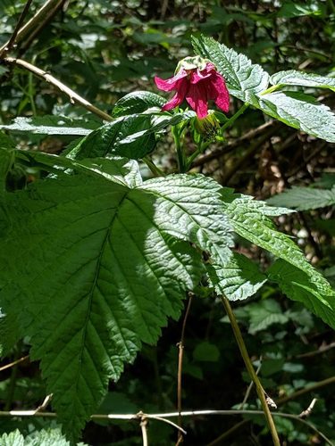 Salmonberry (Rubus spectabilis)