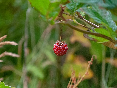 Salmonberry: Salmonberry fruit (Rubus spectabilis) at Unalaska Memorial Park (Dutch Harbor), Alaska USA on September 8, 2018.