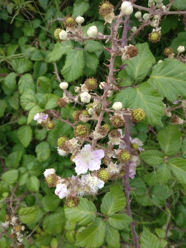 Elmleaf blackberry (Rubus ulmifolius)