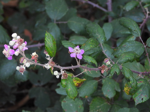 Elmleaf blackberry (Rubus ulmifolius)