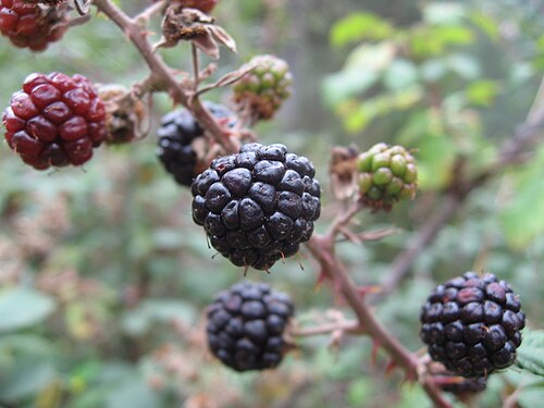 Elmleaf blackberry: Blackberries