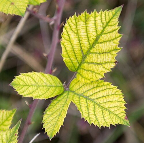 Elmleaf blackberry: Close-up photography of chlorosis on elmleaf blackberry: only veins stay green, with the remnant of the blade yellowing