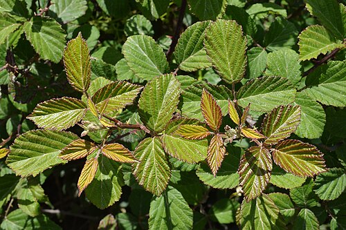 Elmleaf blackberry: Elmleaf Blackberry ( Rubus ulmifolius ) in Parc Natural de s'Albufera, Spain.