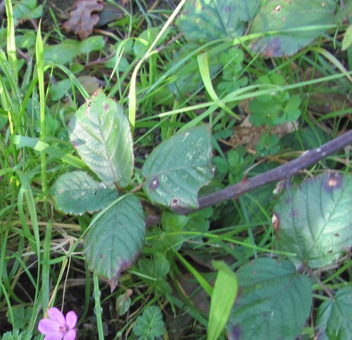 Elmleaf blackberry (Rubus ulmifolius)