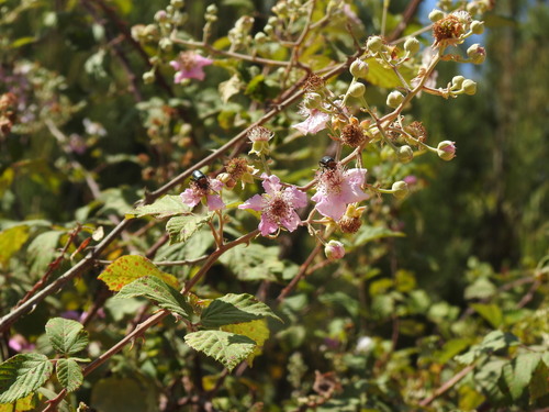 Elmleaf blackberry (Rubus ulmifolius)