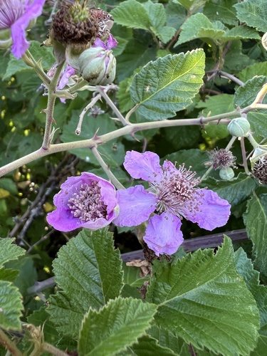 Elmleaf blackberry (Rubus ulmifolius)