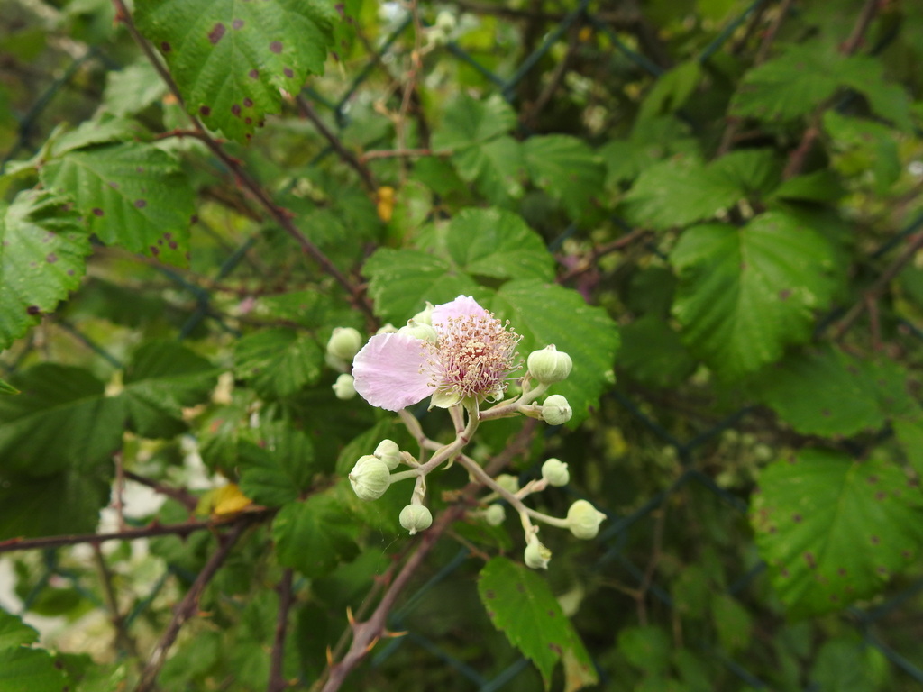 Elmleaf blackberry (Rubus ulmifolius)