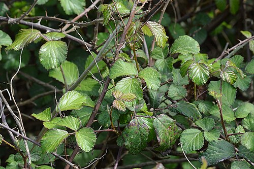 Elmleaf blackberry: Elmleaf Blackberry ( Rubus ulmifolius ) in Parc Natural de s'Albufera, Spain.