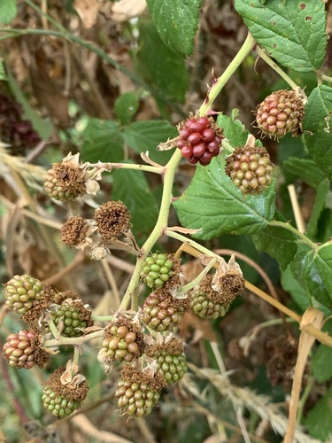 Elmleaf blackberry (Rubus ulmifolius)