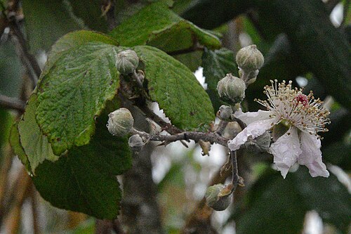 Elmleaf blackberry: Elmleaf Blackberry ( Rubus ulmifolius ) in Parc Natural de s'Albufera, Spain.