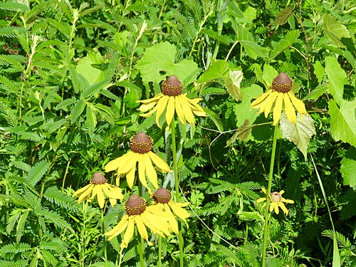 Rough coneflower: Rough coneflower ( Rudbeckia grandiflora ) in the United States