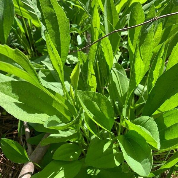Rough coneflower (Rudbeckia grandiflora)