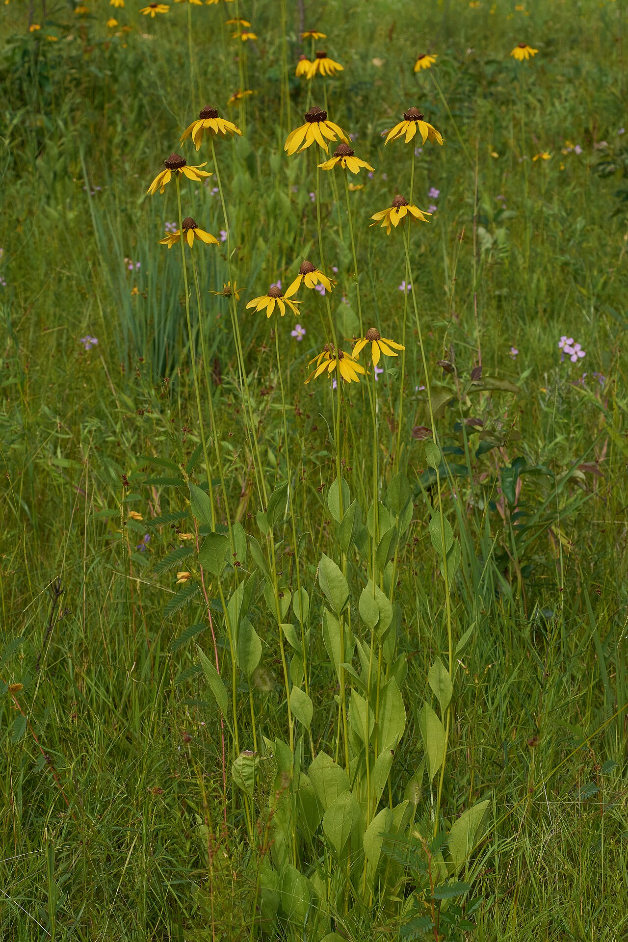 Rough coneflower: Photographed at Camp Robinson Special Use Area Wildlife Management Area, Faulkner County, Arkansas