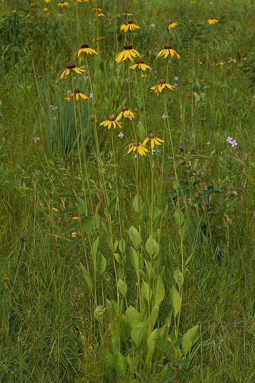 Rough coneflower: Photographed at Camp Robinson Special Use Area Wildlife Management Area, Faulkner County, Arkansas