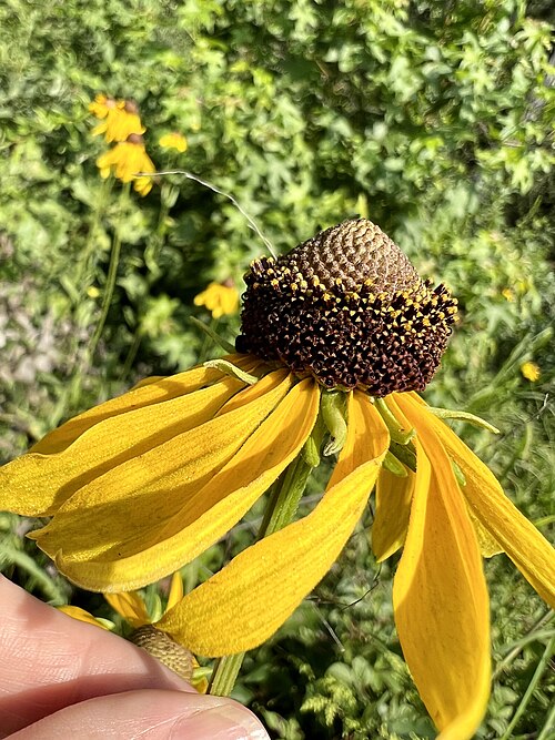 Rough coneflower: Rough coneflower ( Rudbeckia grandiflora ) in the United States