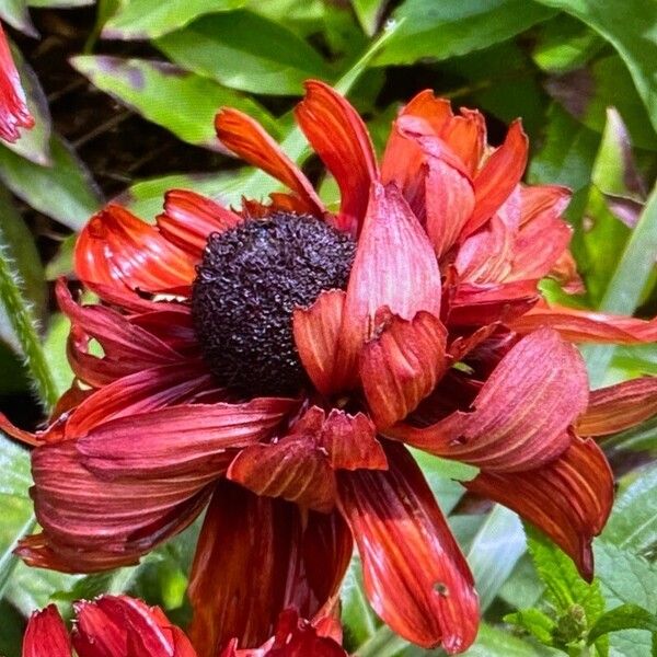 Blackeyed Susan (Rudbeckia hirta)