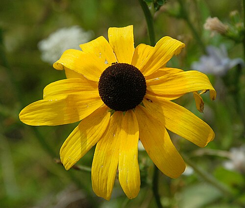 Blackeyed Susan: Black-eyed Susan blossom.