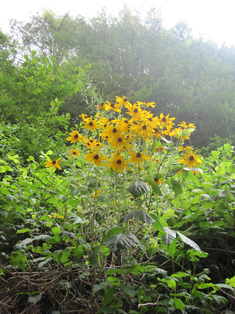 Blackeyed Susan (Rudbeckia hirta)