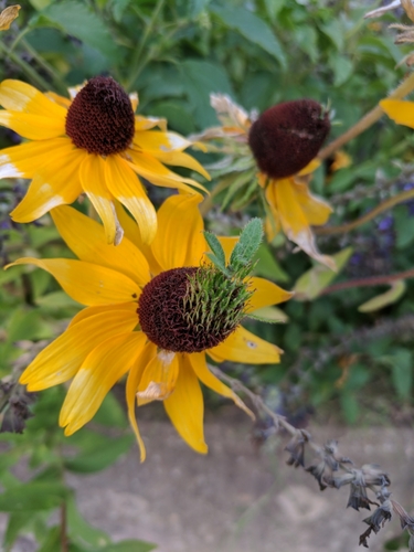 Blackeyed Susan (Rudbeckia hirta)