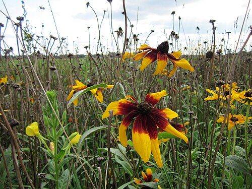 Blackeyed Susan: Schwarzäugige Rudbeckie ( Rudbeckia hirta ) bei Walldorf, verwildert an einem Feldrand
