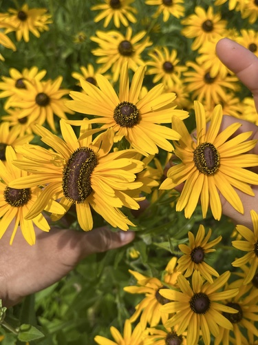 Blackeyed Susan (Rudbeckia hirta)
