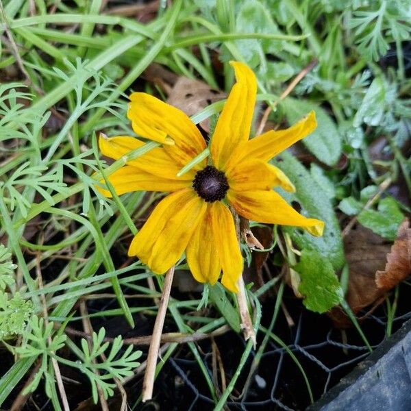 Blackeyed Susan (Rudbeckia hirta)