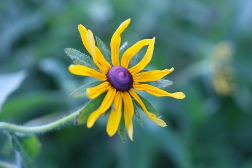 Blackeyed Susan (Rudbeckia hirta)