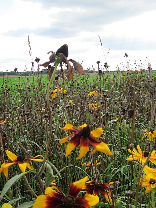 Blackeyed Susan: Schwarzäugige Rudbeckie ( Rudbeckia hirta ) bei Walldorf, verwildert an einem Feldrand