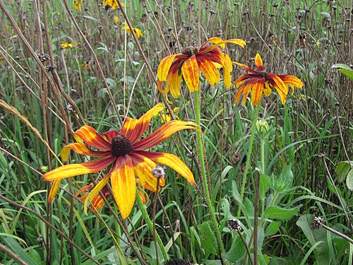 Blackeyed Susan: Schwarzäugige Rudbeckie ( Rudbeckia hirta ) bei Walldorf, verwildert an einem Feldrand