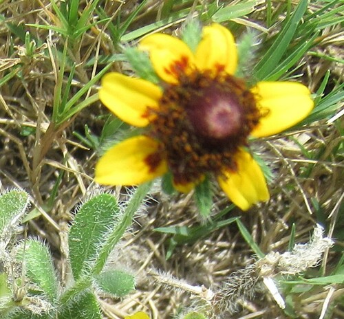 Blackeyed Susan (Rudbeckia hirta)