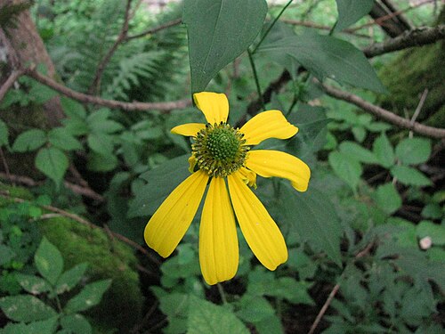 Cutleaf coneflower: en.wikipedia.org/wiki/Rudbeckia_laciniata zaplana.net/flowers/Asteraceae/RudbeckiaLaciniata(Deljeno... /si_RudbeckiaLaciniata(DeljenolistnaRudbekija).asp