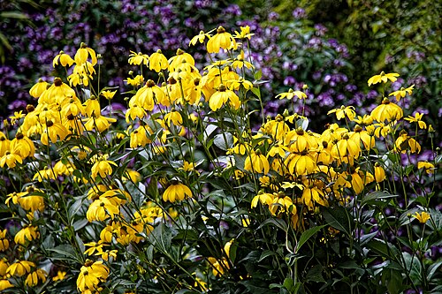 Cutleaf coneflower: Rudbeckia laciniata , the coneflower or cutleaf coneflower, at Highdown Gardens , in Worthing , West Sussex , England. Mobile device view : Wikimedia (August 20