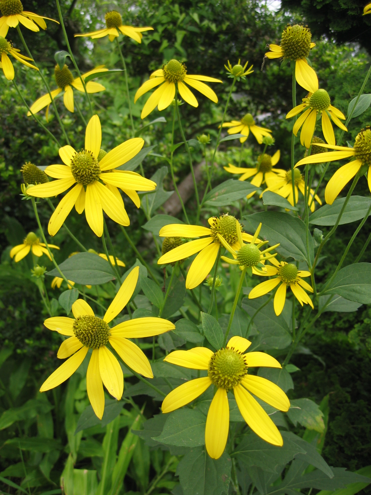 Cutleaf coneflower: Rudbeckia laciniata